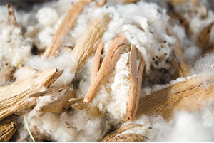 木の実からつくった天然繊維「カポック」