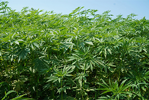 ■自然に近い環境で育つ「ヘンプ」